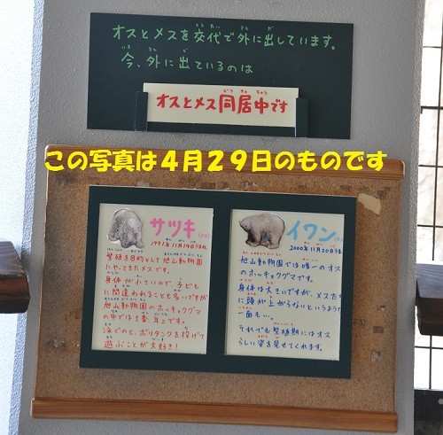 番外編 旭山動物園 ほっきょくぐま館のプール側に出ているのはどっち?