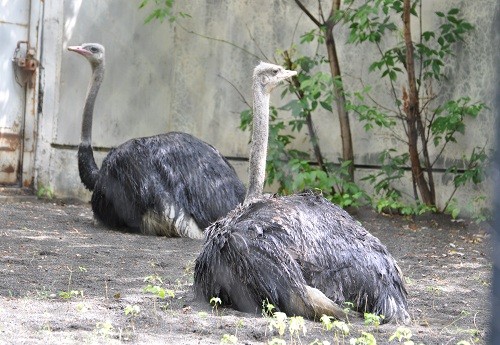 ８月２６日　旭山動物園　ダチョウとアミメキリン