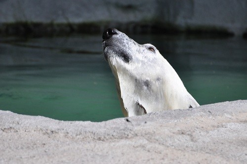 8月26日 旭山動物園 草食系ルル・・・ちょっとだけピリカ