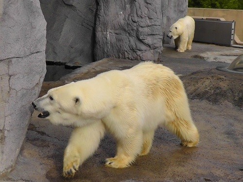 8月31日 旭山動物園 ホッキョクグマ プールで泳ぐルル
