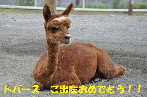 ８月２８日　釧路市動物園　アルパカ「トパーズ」が出産したそうです！！