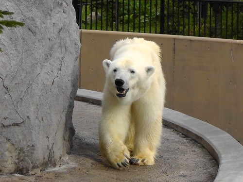 8月31日 旭山動物園 ホッキョクグマ 歩くルルとピリカ