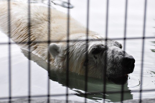 8月26日 旭山動物園 ホッキョクグマのウォーキング プールのルル