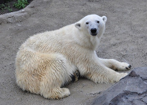 8月26日 旭山動物園 ホッキョクグマ サツキ