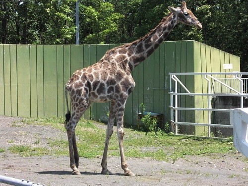 ホットキーワード・・・「釧路市動物園のケープキリン」