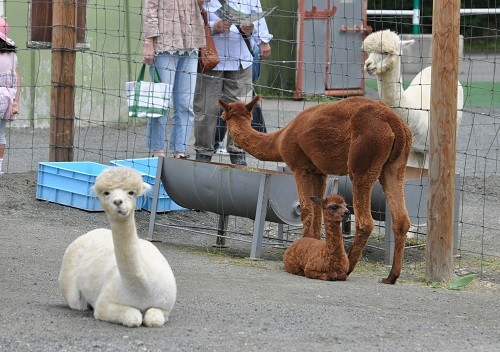 ９月１０日　釧路市動物園　アルパカ