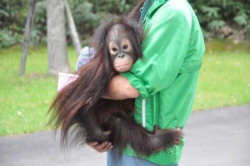 ９月１０日　釧路市動物園　オランウータン　ひなの徒歩帰宅