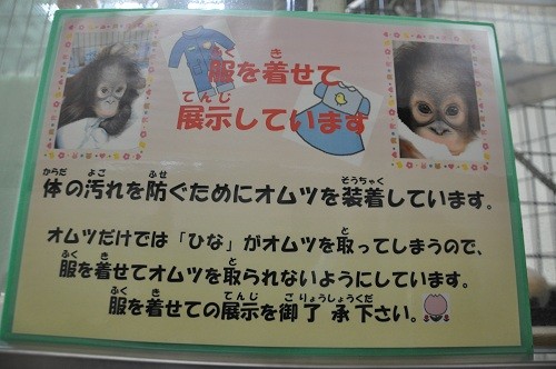 ９月１０日　釧路市動物園　オランウータン　おめかしをした「ひな」