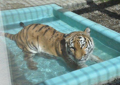 ９月１０日　釧路市動物園　アムールトラ　ココア