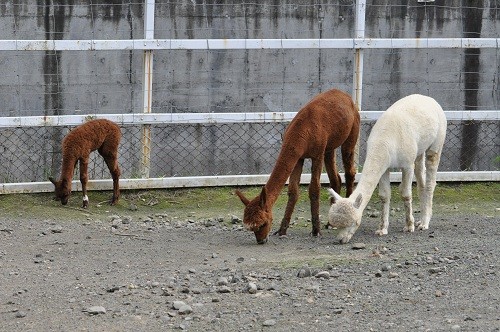 ９月１０日　釧路市動物園　アルパカ　トパーズ親子