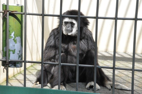 ９月１０日　釧路市動物園　シロテテナガザル