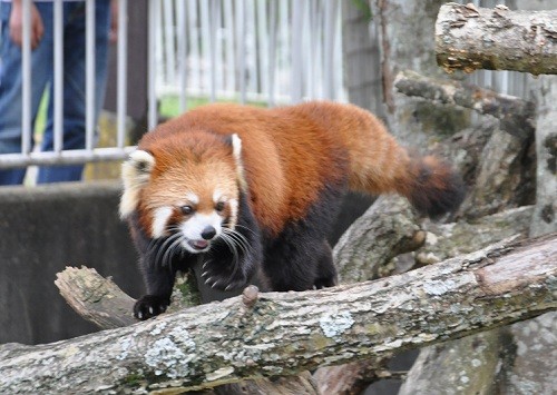 ９月１０日　釧路市動物園　レッサーパンダ