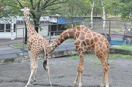 ９月１２日　旭山動物園　アミメキリン