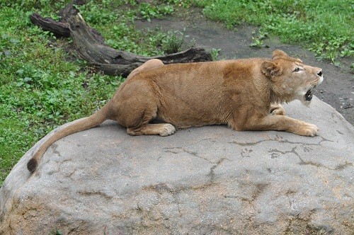 ９月１２日　旭山動物園　ライオン・・・と、ちょっと気になる記事