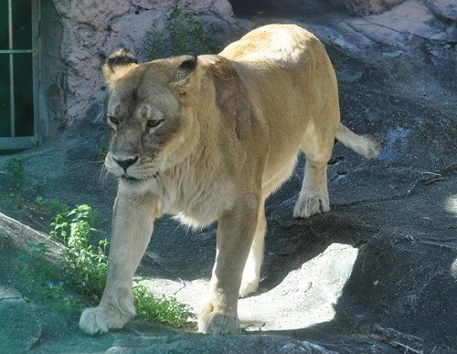 9月24日 東山動植物園 ライオン