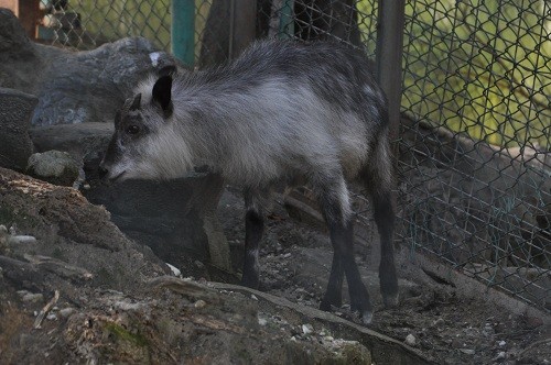 ９月２４日　東山動植物園　カモシカ