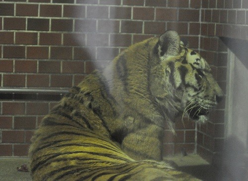 9月24日 東山動植物園 アムールトラ