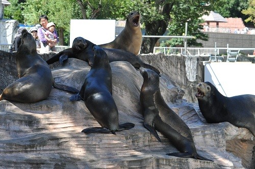 9月24日 東山動植物園 アシカ