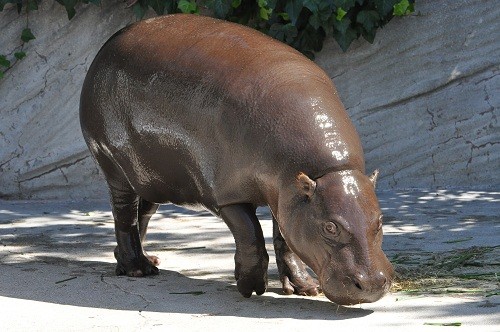 ９月２４日 東山動植物園 コビトカバ 滝上発 動物園の動物が大好き By 西紋のマツ