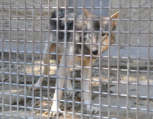 ９月２４日　東山動植物園　シンリンオオカミ