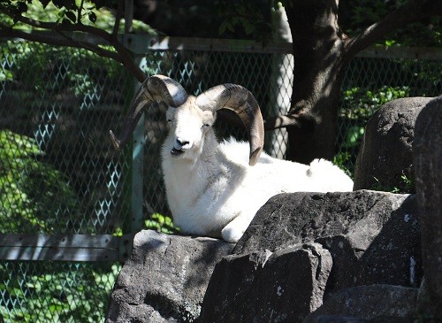 ９月２４日　東山動植物園　ドールシープ