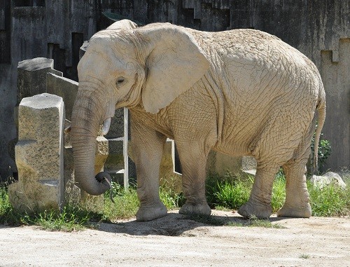 9月24日 東山動植物園 アフリカゾウ