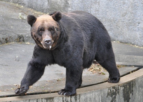 9月24日 のんほいパーク クマ舎と郷土の動物ツキノワグマ