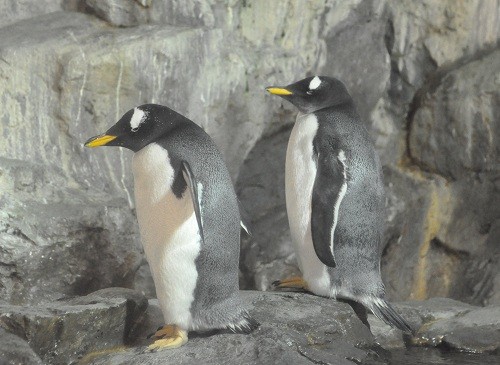 9月24日 のんほいパーク 極地動物館
