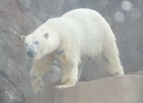 9月25日 日本平動物園 ホッキョクグマ ロッシー