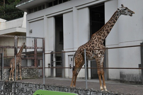 ９月２５日 日本平動物園 マサイキリンの親子 滝上発 動物園の動物が大好き By 西紋のマツ