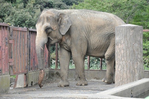 9月25日 日本平動物園 アジアゾウ