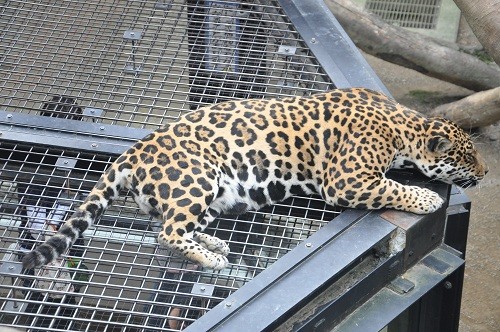 9月25日 日本平動物園 ジャガー