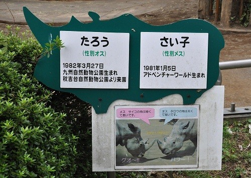 9月25日 日本平動物園 シロサイ