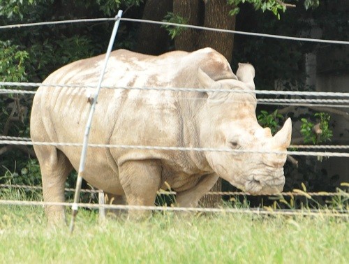 9月25日 のんほいパーク アフリカ園