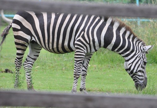 ９月２６日　浜松市動物園　ミニサファリ