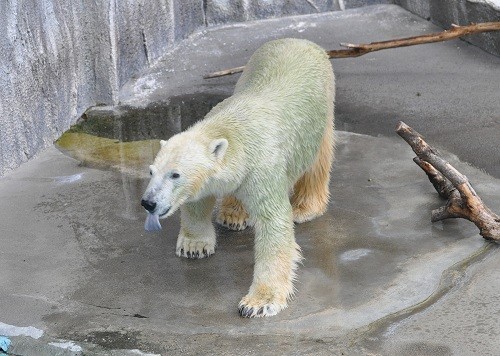 9月26日 浜松市動物園 ホッキョクグマ キロル