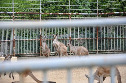 9月26日 浜松市動物園 カンガルー・ワラビー・エミュー・ラマ?+α