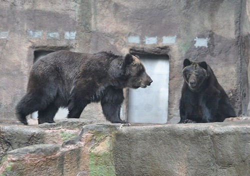 9月26日 浜松市動物園 エゾヒグマ