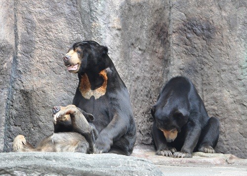 9月26日 浜松市動物園 マレーグマ