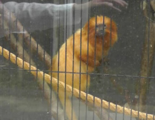 9月26日 浜松市動物園 ゴールデンライオンタマリン