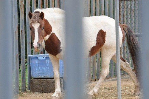 9月26日 浜松市動物園 シェトランドポニーとロバ