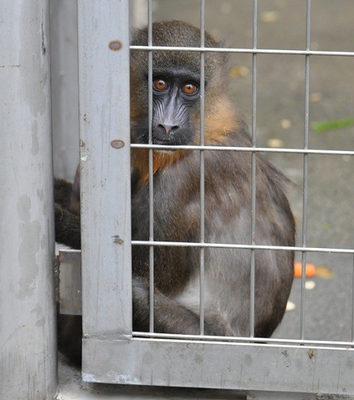 9月26日 浜松市動物園 マンドリルとキイロヒヒ