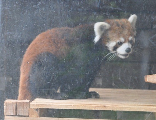 9月26日 浜松市動物園 レッサーパンダ