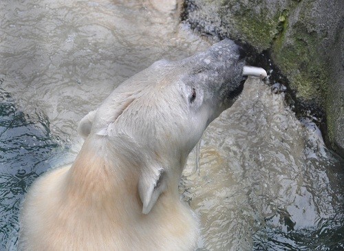 10月7日 旭山動物園 ホッキョクグマ 裏もぐもぐ?