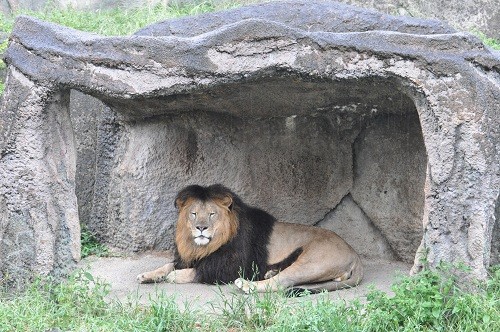９月２６日　浜松市動物園　ライオン