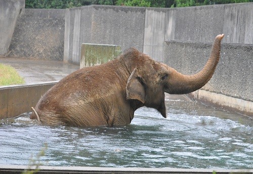 ９月２６日　浜松市動物園　アジアゾウ