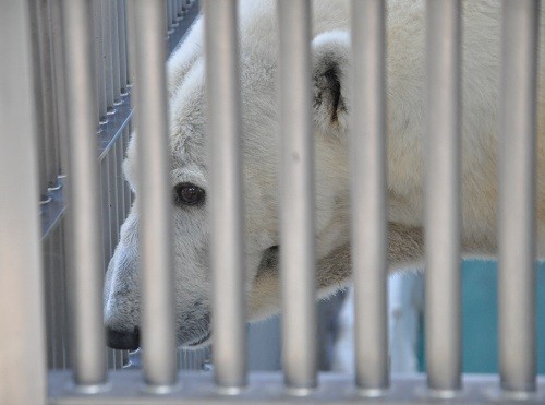 ９月２７日　東山動植物園　リベンジ・・・ホッキョクグマ２
