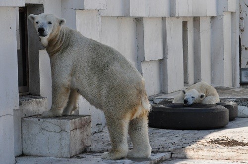 10月9日 円山動物園 ホッキョクグマのララ親子