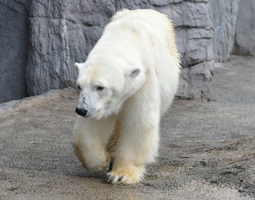 10月7日 旭山動物園 朝のほっきょくぐま館