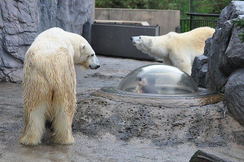 10月7日 旭山動物園 諦めきれない2頭